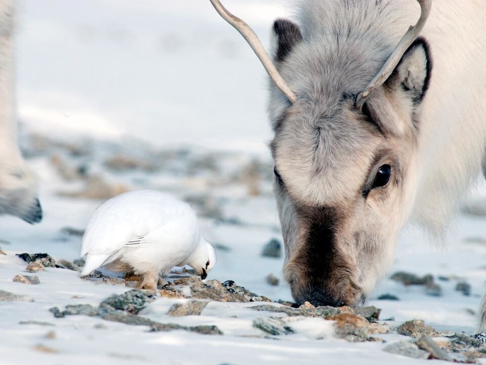 A Svalbard reindeer and ptarmigan an sharing ice-free spot, their only option for finding food. (Photo: Nicolas Lecomte, Norwegian Polar Institute)