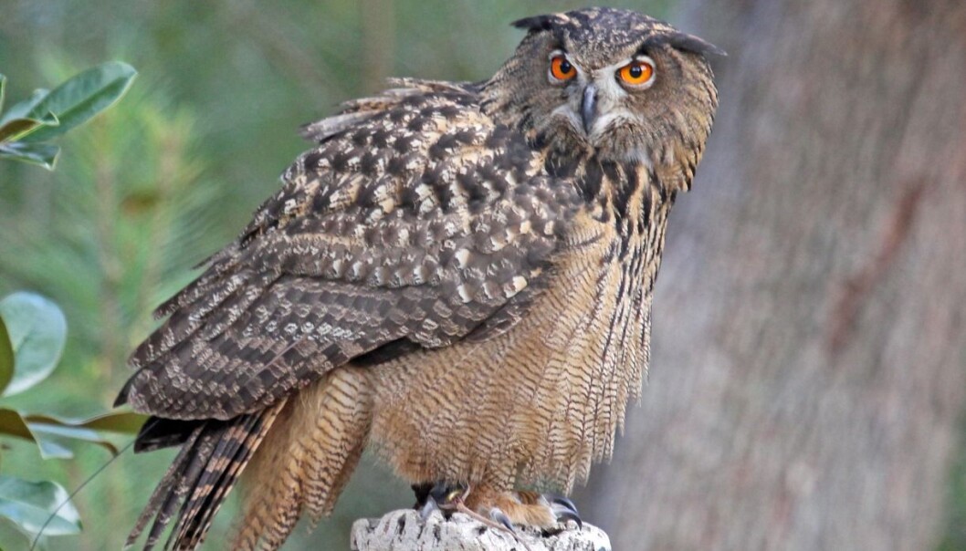 The Eurasian eagle owl is known as hubro in Norwegian and bubo bubo in Latin, and is the symbol of the University of Bergen. (Wikipedia Commons) The Eurasian eagle owl is known as hubro in Norwegian and bubo bubo in Latin, and is the symbol of the University of Bergen. (Wikipedia Commons)