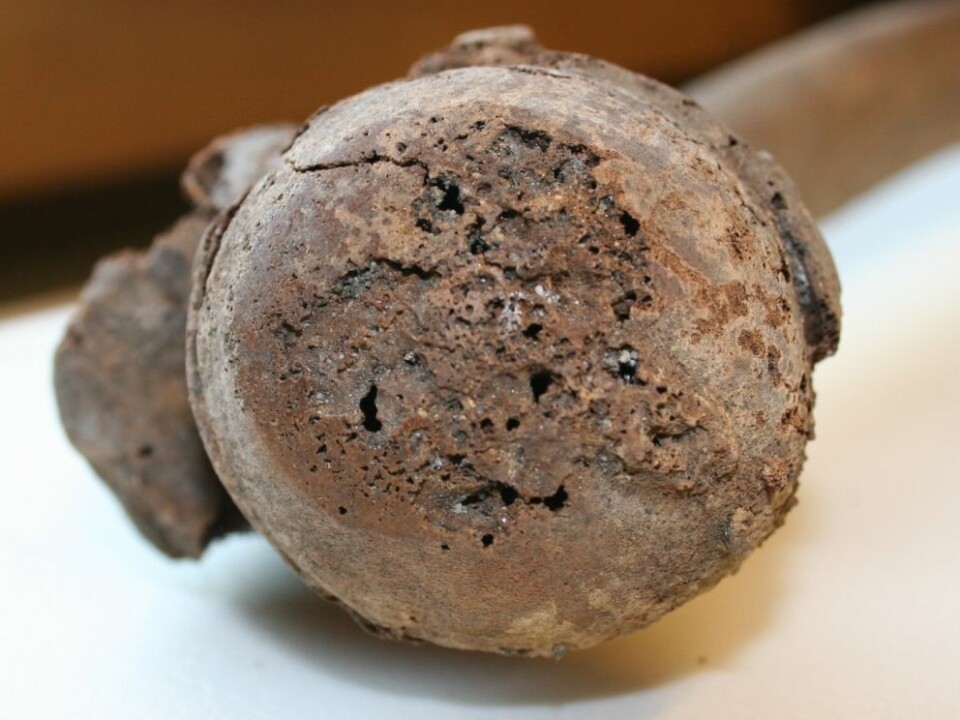 The top of a femur with clear signs of advanced degeneration of the joint: porosity of the joint surface, new bone formation around the edge of the joint. The area that appears to be polished is caused by the joint surfaces rubbing together, which occurs when joint cartilage deteriorates. (Photo: Stian Hamre)