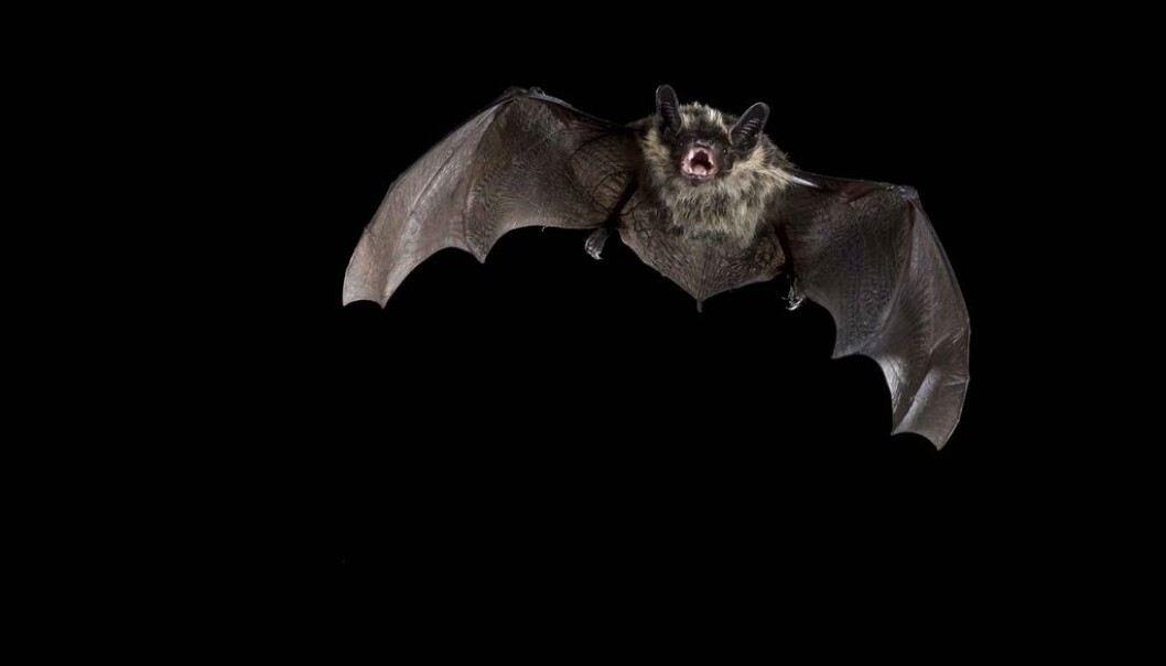 Bats prefer not to come out until after sunset, which can be a challenge in northern Norway in the summer. (Photo: Jeroen van der Kooij) Bats prefer not to come out until after sunset, which can be a challenge in northern Norway in the summer. (Photo: Jeroen van der Kooij)