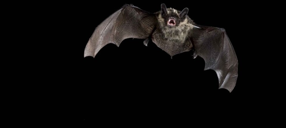 Bats struggle under the midnight sun