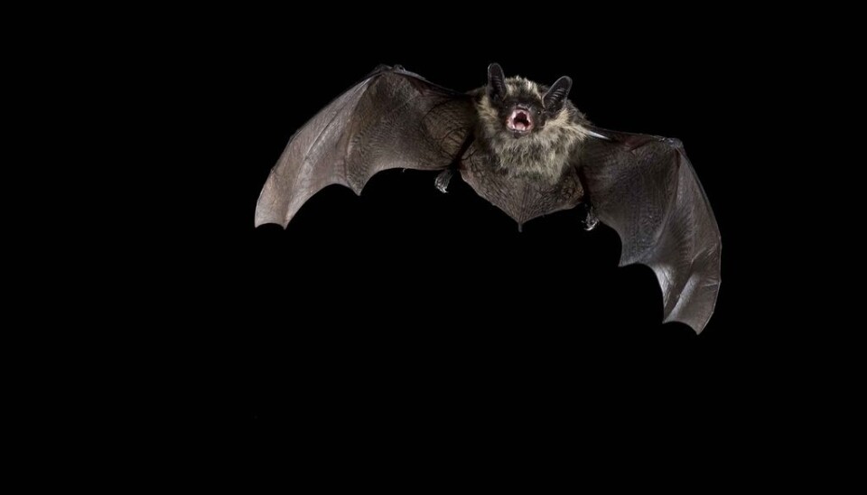 Bats prefer not to come out until after sunset, which can be a challenge in northern Norway in the summer. (Photo: Jeroen van der Kooij)