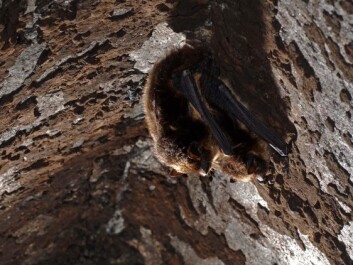 Bats in Troms spend up to nine months of the year in hibernation. During this time they rely on the 2-4 grams of extra fat they gained during the summer. (Photo: Jeroen van der Kooij) Bats in Troms spend up to nine months of the year in hibernation. During this time they rely on the 2-4 grams of extra fat they gained during the summer. (Photo: Jeroen van der Kooij)