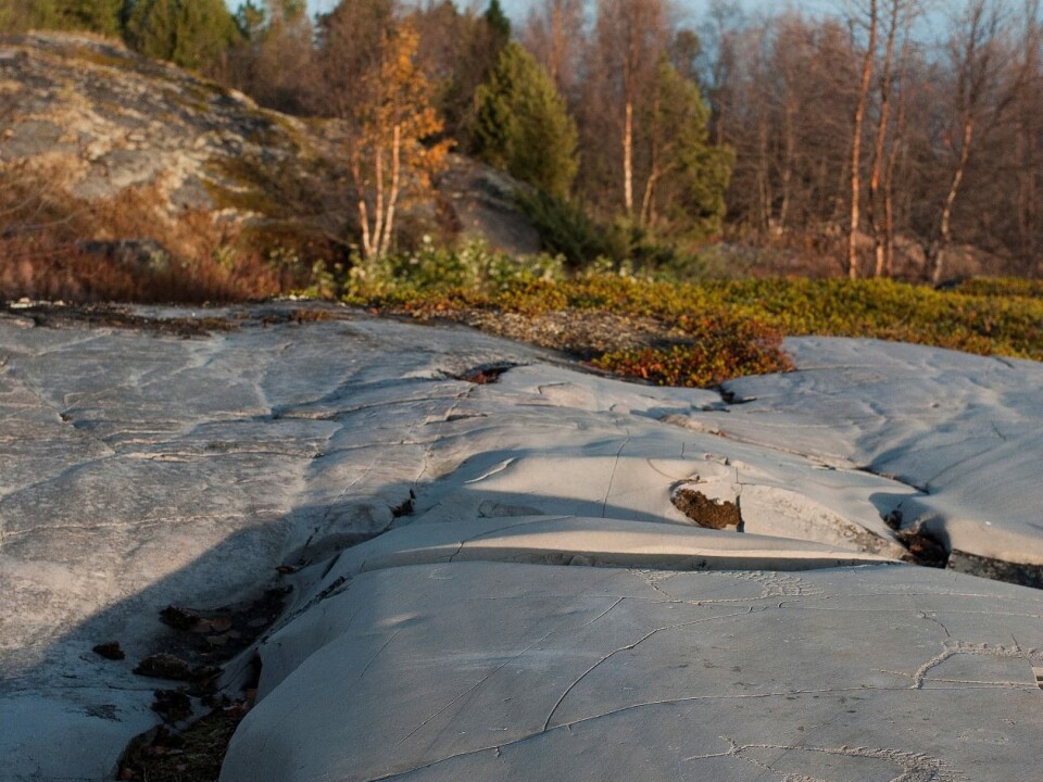 The rock carvings in Alta are very diverse. The pictures displayed show females bears with their young, moose and abstract shapes (possibly amulets). (Photo: Knut Helskog)
