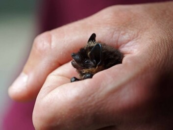 North Norwegian bats are microbats and are pretty small creatures. (Photo: Jeroen van der Kooij) North Norwegian bats are microbats and are pretty small creatures. (Photo: Jeroen van der Kooij)