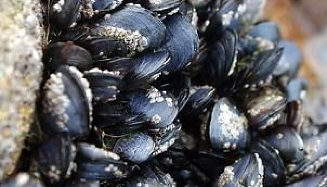 They may not look like it when they're closed up tight against low water, but mussels are sensitive to subtle environmental changes. (Photo: Colourbox) They may not look like it when they're closed up tight against low water, but mussels are sensitive to subtle environmental changes. (Photo: Colourbox)