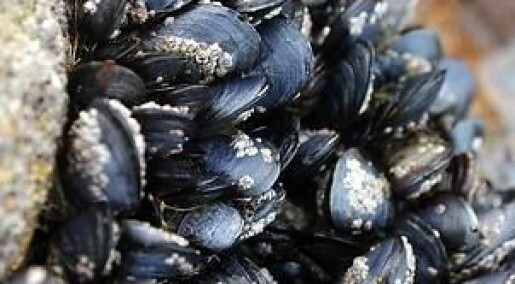 Mighty mussels in the battle against catastrophic oil spills
