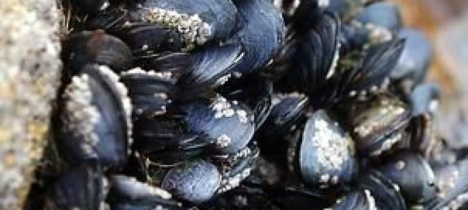 Mighty mussels in the battle against catastrophic oil spills