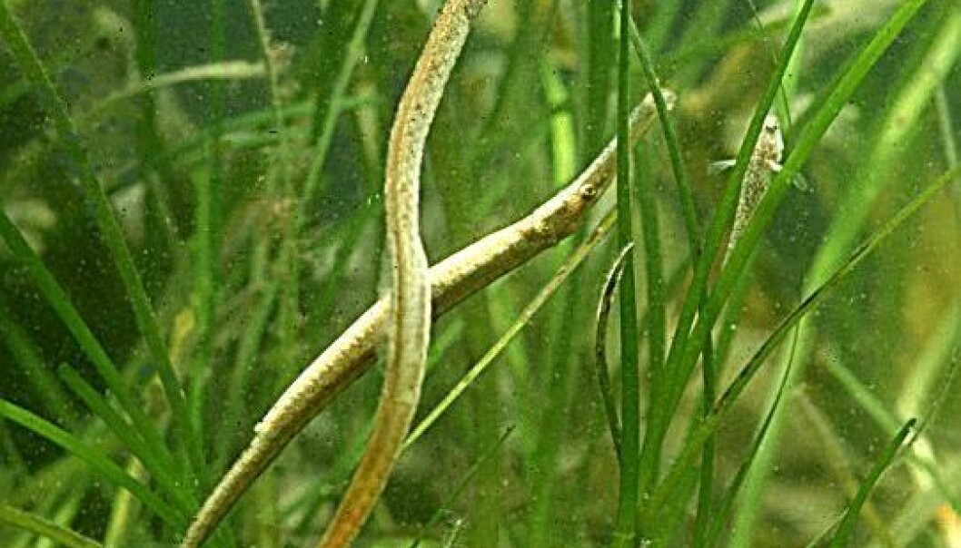 Pipefish belong to the same family (Syngnathinae) as seahorses. A special trait is that the males take on fertilised eggs and give birth to offspring. Even “pregnant” males in this study dropped the advantages of warm water when they were exposed to disease. (Photo: Ola Jennersten) Pipefish belong to the same family (Syngnathinae) as seahorses. A special trait is that the males take on fertilised eggs and give birth to offspring. Even “pregnant” males in this study dropped the advantages of warm water when they were exposed to disease. (Photo: Ola Jennersten)