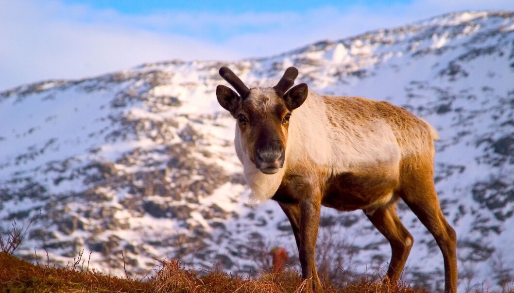 Norwegians eat on average 300 grams of reindeer meat per year. (Photo: Paul Weaver) Norwegians eat on average 300 grams of reindeer meat per year. (Photo: Paul Weaver)