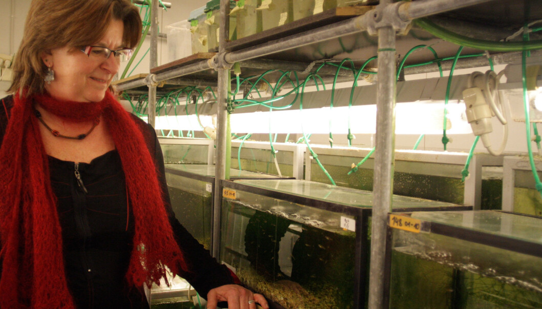 In 1998 Professor Gunilla Rosenqvist imported a number of guppies from Trinidad. Many generations of their offspring have been used as research fish at NTNU. (Photo: Ida Korneliussen) In 1998 Professor Gunilla Rosenqvist imported a number of guppies from Trinidad. Many generations of their offspring have been used as research fish at NTNU. (Photo: Ida Korneliussen)