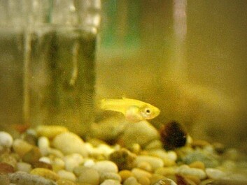 “We don’t know exactly why these fry were smaller. That will be one the things we’ll be researching now,” says Rosenqvist. The single female guppy above is waiting for the scientists to place a male into her tank. (Photo: Ida Korneliussen)