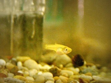 “We don’t know exactly why these fry were smaller. That will be one the things we’ll be researching now,” says Rosenqvist. The single female guppy above is waiting for the scientists to place a male into her tank. (Photo: Ida Korneliussen) “We don’t know exactly why these fry were smaller. That will be one the things we’ll be researching now,” says Rosenqvist. The single female guppy above is waiting for the scientists to place a male into her tank. (Photo: Ida Korneliussen)