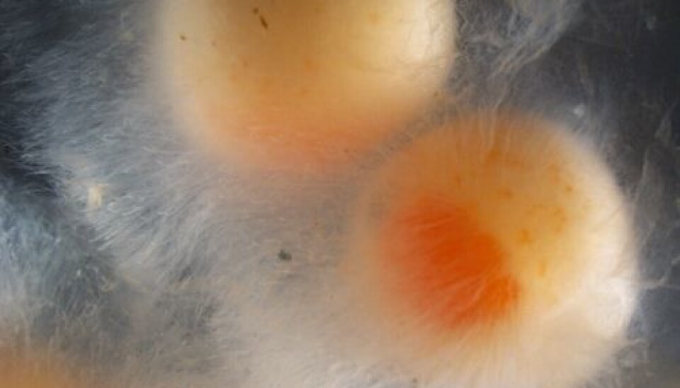 Surprisingly, the study revealed that Saprolegnia parasitica both form biofilm and multiply itself asexually, without fish present. (Photo: Shimaa Ali)