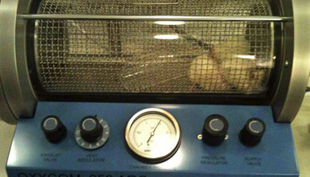 Bone cells regenerated faster among rats treated in a pressure chamber. (Photo: UiB) Bone cells regenerated faster among rats treated in a pressure chamber. (Photo: UiB)