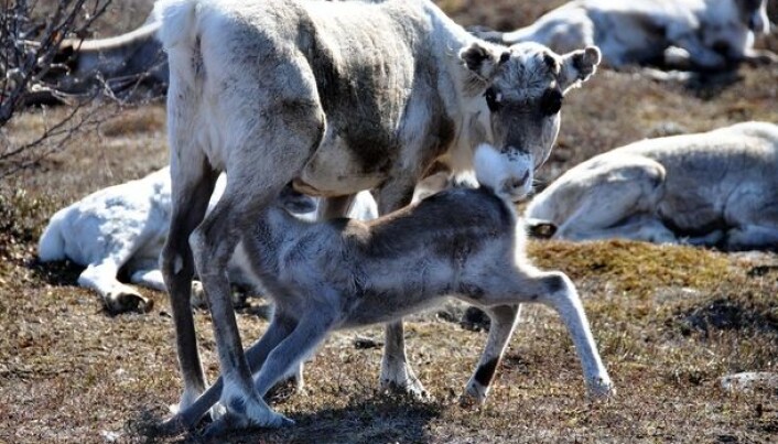 Earlier spring benefits reindeer husbandry