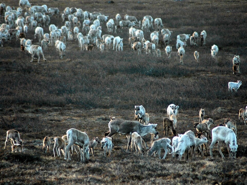 Fewer reindeer and high plant production during summer give increased slaughter weight for calves in the autumn. (Photo: Audun Stien)