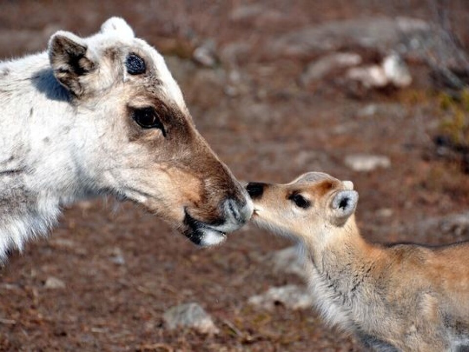 For many animals, an earlier spring may be for the better. (Photo: Madeleine Lagergren)