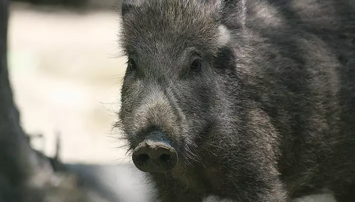 Wild boars generate worries in Norway