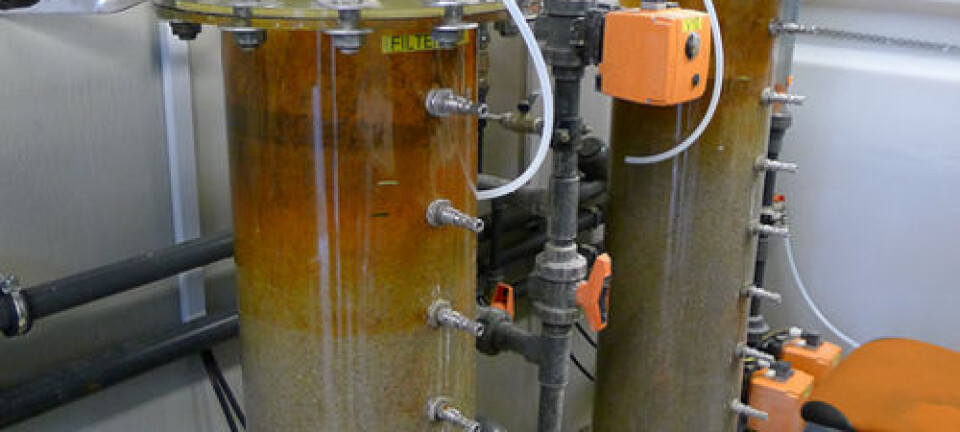 Soil bacteria can clean your drinking water