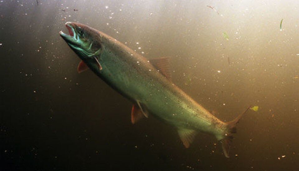 Researchers feed farmed fish with fishmeal-free feed. (Photo: Colourbox)