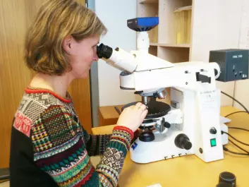 NGU Geologist Ane Engvik uses a microscope to study structures in thin slices of eclogite. These give clues to what was going on deep in the Earth’s crust long ago. (Photo: Andreas R. Graven)