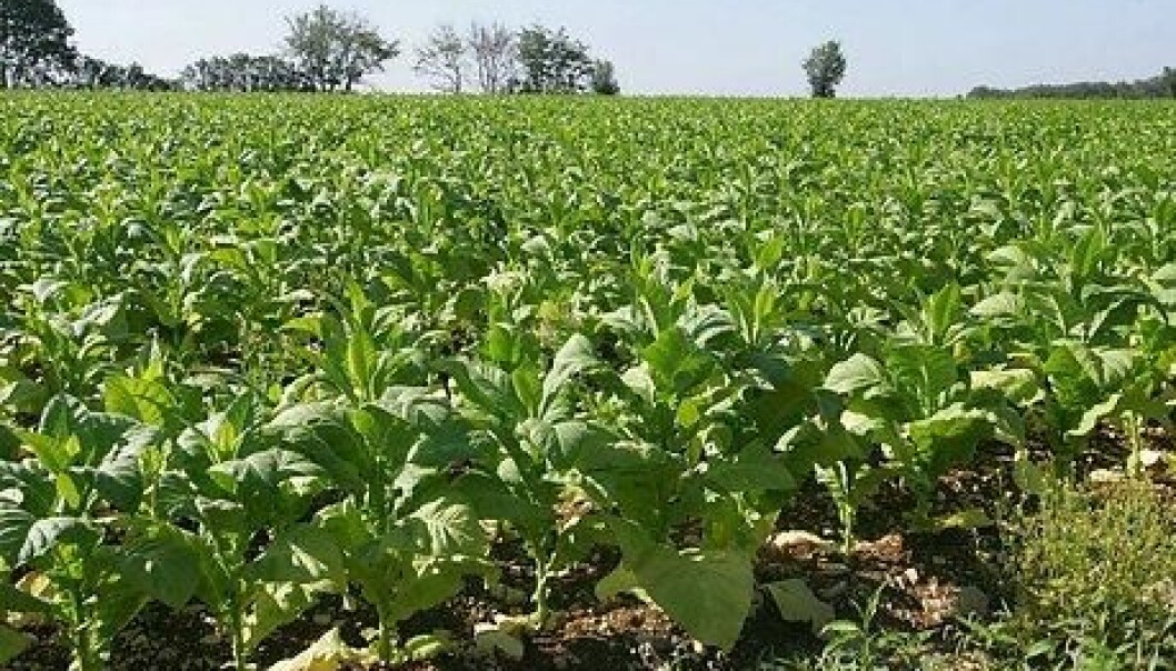 Tobacco plants may become vaccines. (Photo: Colourbox) Tobacco plants may become vaccines. (Photo: Colourbox)