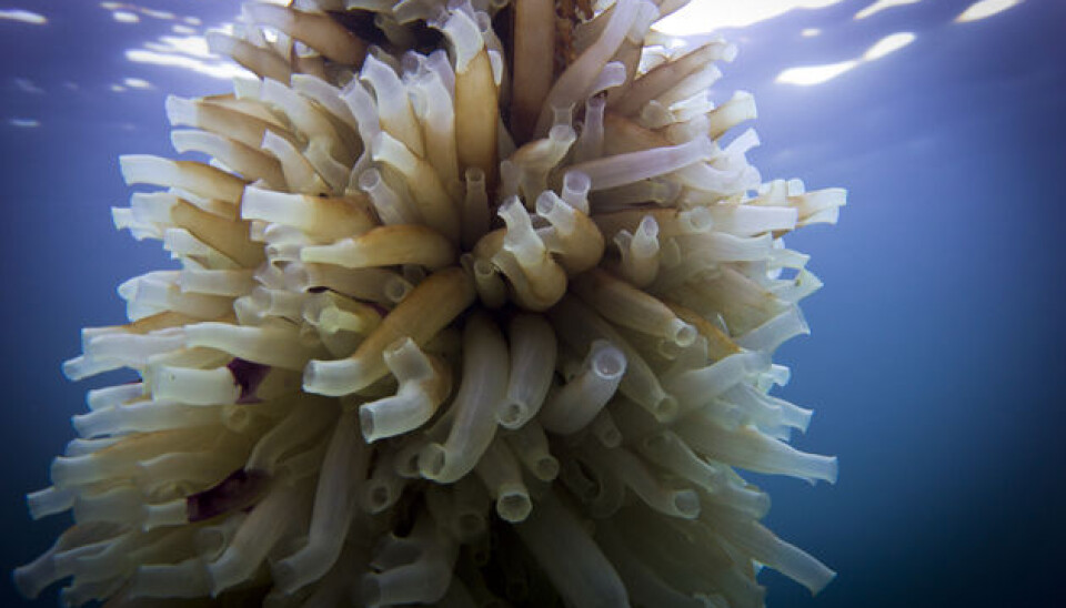 Tunicates are marine filter feeders that weigh between 50 and 70 grams and are found in all oceans. (Photo: Inge Døskeland)