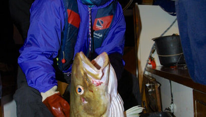 Fishing tourists release small cod