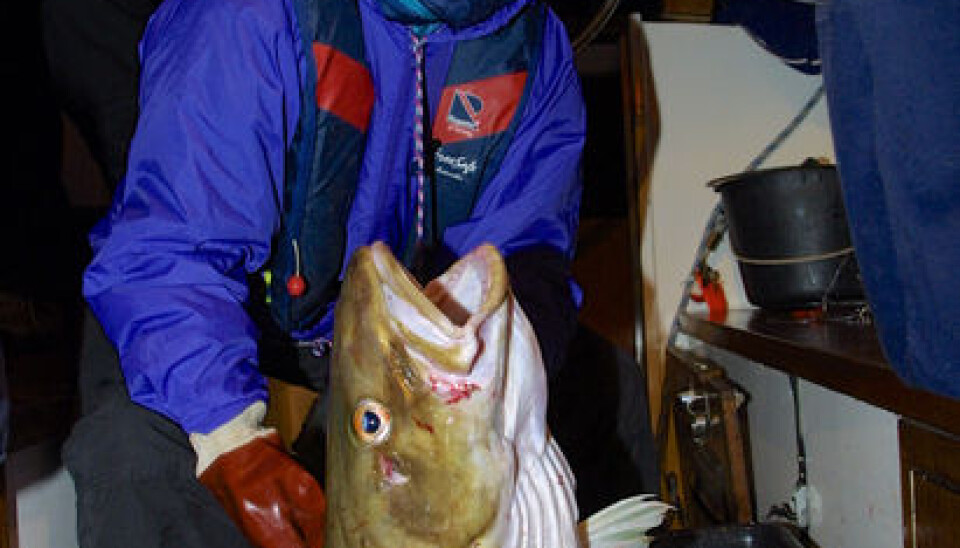 Marine fishing tourist Greta Søeborg from Denmark is satisfied with the big cod she caught off the island of Reinøya in Troms. (Photo: Bjørn Tore Forberg)