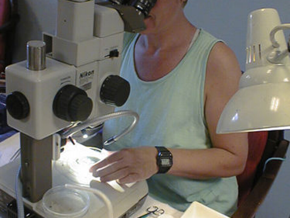 Research Assistant Lise Tveiten on the lookout for sexual abnormalities among periwinkles from Vikkilen at Grimstad. (Photo: NIVA)