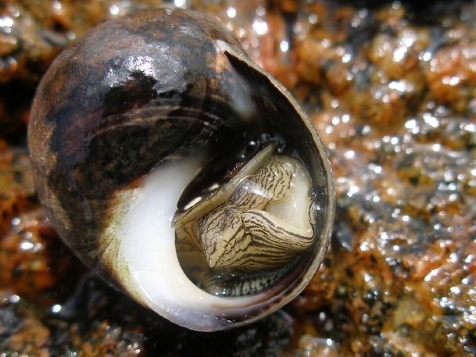 Periwinkle Complex Gender confusion among periwinkles
