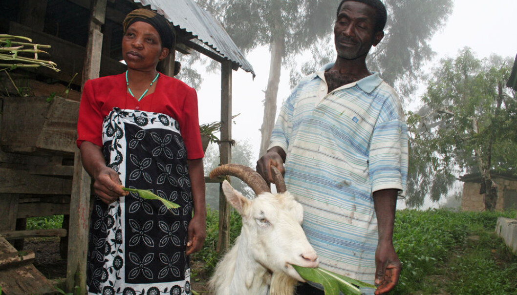 Dairy goats with Norwegian genes are now established in the economy of many peasant farmers in Tanzania. Simforiani L. Mahenge and his wife Jovita Joseph with their favourite goat, a ten-year-old animal named Chama. (Photo: Asle Rønning, forskning.no) Dairy goats with Norwegian genes are now established in the economy of many peasant farmers in Tanzania. Simforiani L. Mahenge and his wife Jovita Joseph with their favourite goat, a ten-year-old animal named Chama. (Photo: Asle Rønning, forskning.no)