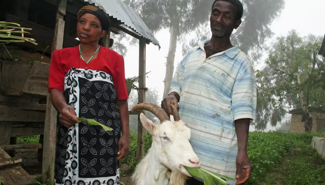 Dairy goats with Norwegian genes are now established in the economy of many peasant farmers in Tanzania. Simforiani L. Mahenge and his wife Jovita Joseph with their favourite goat, a ten-year-old animal named Chama. (Photo: Asle Rønning, forskning.no)