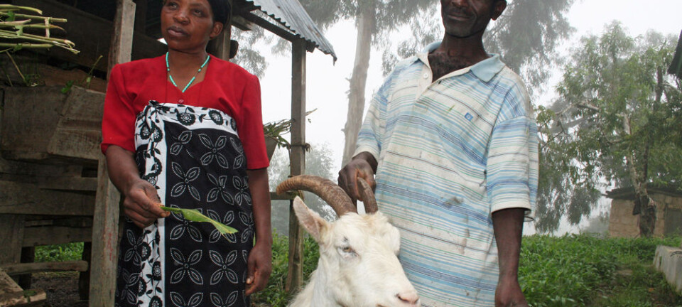 Norwegian dairy goats thrive in African mountains