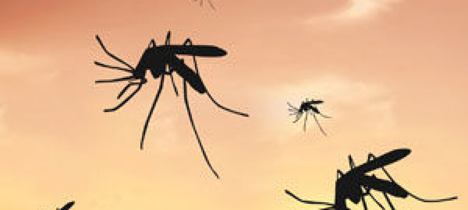 Proteins in the brain protect against cerebral malaria