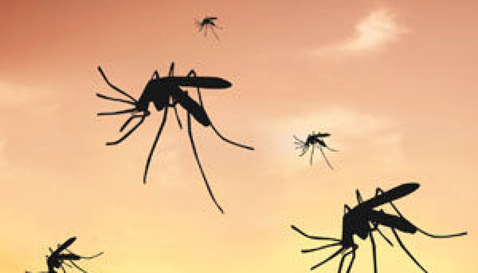 Cerebral malaria occurs when the malaria parasite P. falciparum attacks the brain. The parasite is transmitted via the malarial mosquito and infects the red blood cells. (Photo: Colourbox)