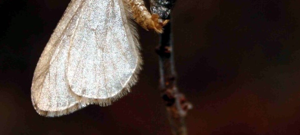 March of the caterpillars