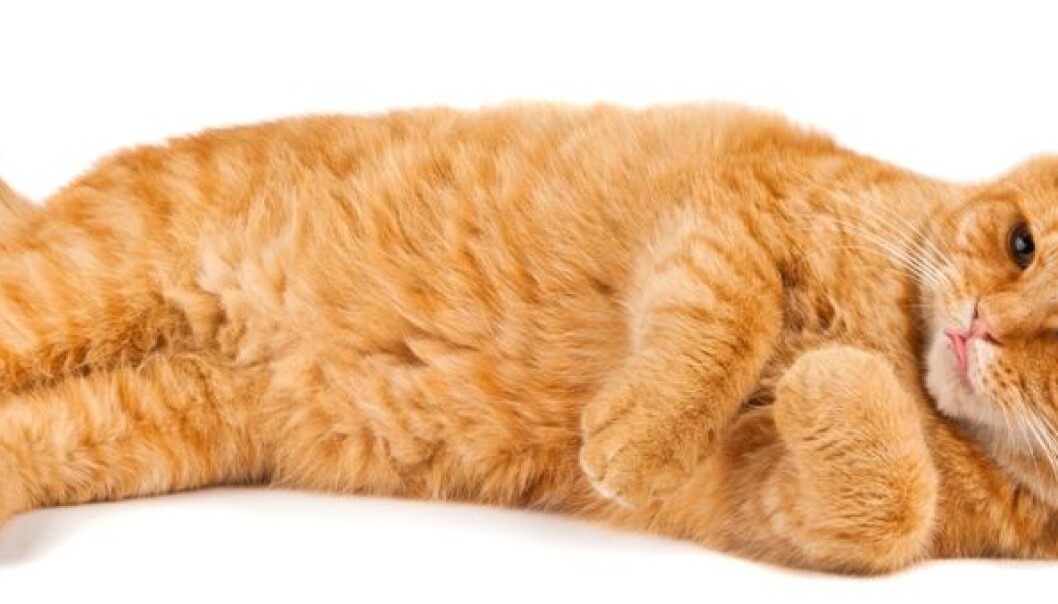 A mounting number of dogs and cats are being prescribed antidepressants and in Sweden sales have soared. (Photo: Colourbox)
A mounting number of dogs and cats are being prescribed antidepressants and in Sweden sales have soared. (Photo: Colourbox)