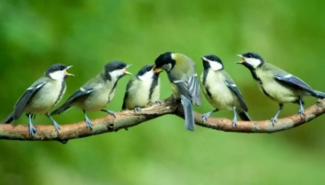 Like sparrows and other songbirds of its order, the Great Tit (Parus major) is affected by climate change as global warming results in earlier spring seasons. But a new study indicates that stocks of the bird have the ability to adapt. (Photo: iStockphoto)
