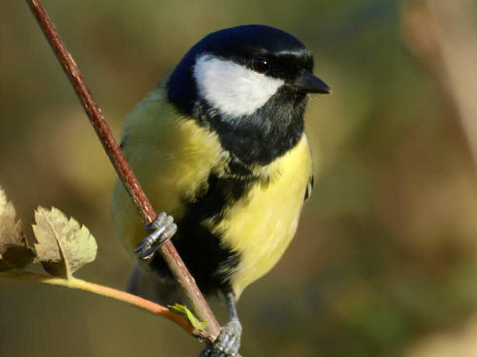 In years with an early spring, Great Tit chicks hatch too late to feed on caterpillars. (Photo: Colourbox)