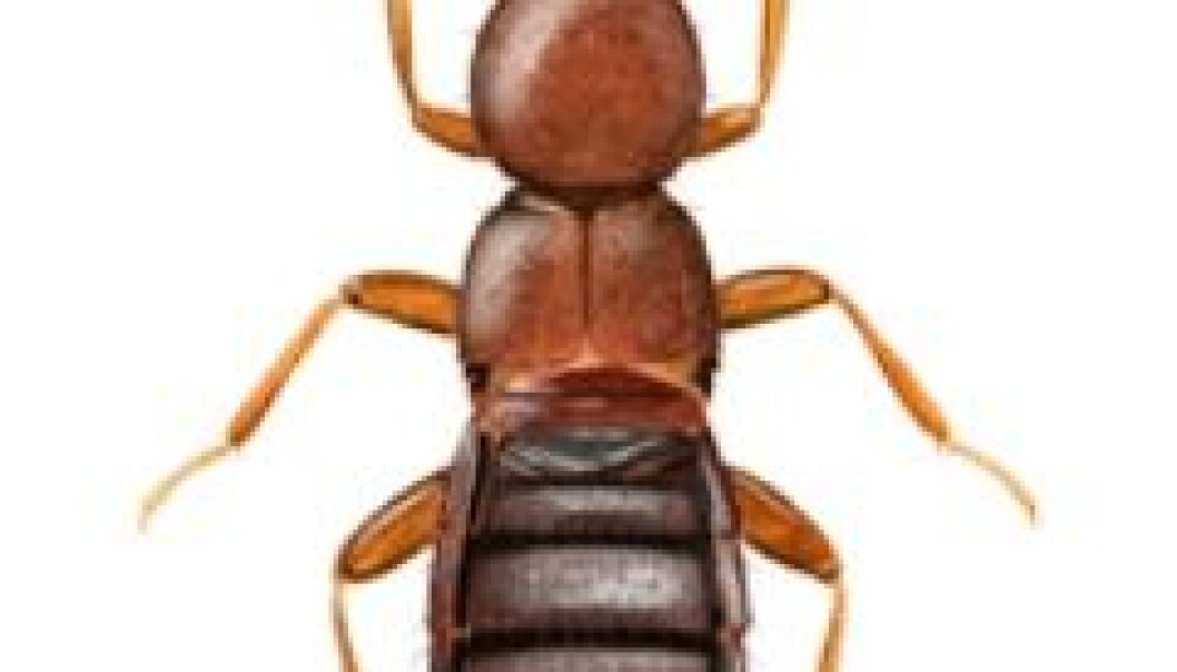 A rove beetle from the Rwenzori Mountains in Uganda. (Illustration: Hallvard Elven, NHM / University of Oslo) A rove beetle from the Rwenzori Mountains in Uganda. (Illustration: Hallvard Elven, NHM / University of Oslo)