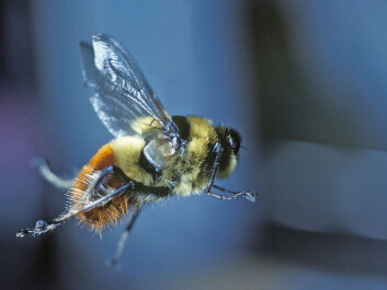 A female warble fly in flight. The insect, also known as a gadfly, resembles a harmless bumblebee. (Photo: Arne Claus Nilssen) A female warble fly in flight. The insect, also known as a gadfly, resembles a harmless bumblebee. (Photo: Arne Claus Nilssen)