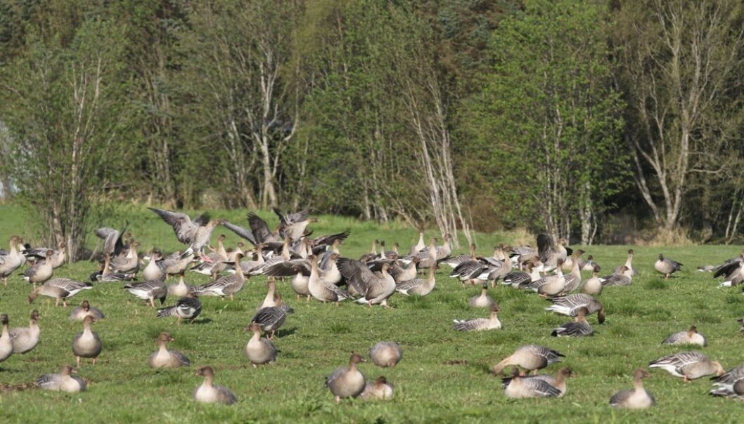 Pink-footed geese grazing on dairy grassland yields. (Photo: Ingunn Tombre) Pink-footed geese grazing on dairy grassland yields. (Photo: Ingunn Tombre)