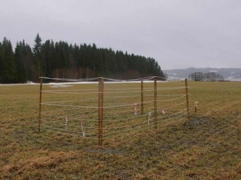 Grazing cages used in the project. (Photo: Jarle W. Bjerke)