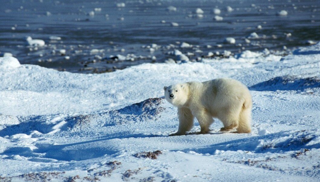 There is less sea ice in the Arctic Ocean now than ever recorded before. (Photo: Colourbox) There is less sea ice in the Arctic Ocean now than ever recorded before. (Photo: Colourbox)