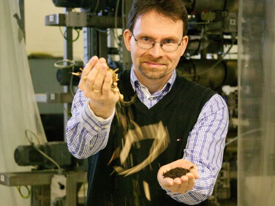 A project led by senior scientist Øyvind Skreiberg is transforming the chopped-off branches and tops of felled spruce trees into a fine powder that is then pressed into high-energy pellets. (Photo: SINTEF / Gry Karin Stimo)