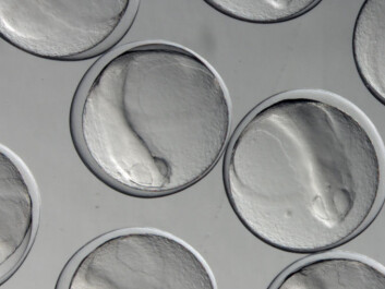 A microscopic view of four-day-old cod eggs. Out in the ocean blue, each of these has a three percent chance of hatching. (Photo: Anders Thorsen, Institute of Marine Research) A microscopic view of four-day-old cod eggs. Out in the ocean blue, each of these has a three percent chance of hatching. (Photo: Anders Thorsen, Institute of Marine Research)