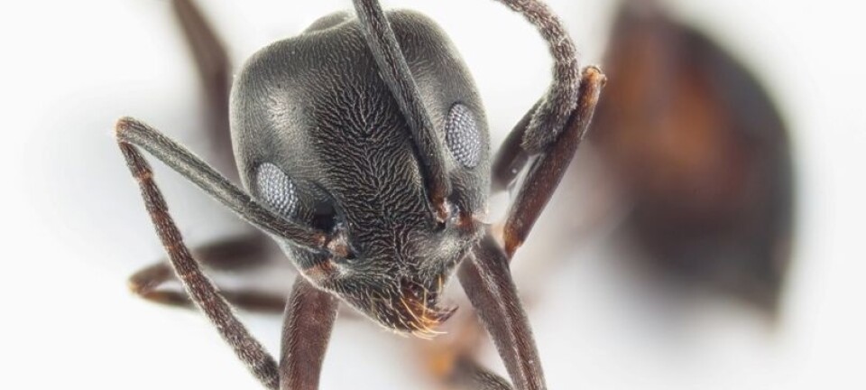 Imported plants with dangerous stowaways