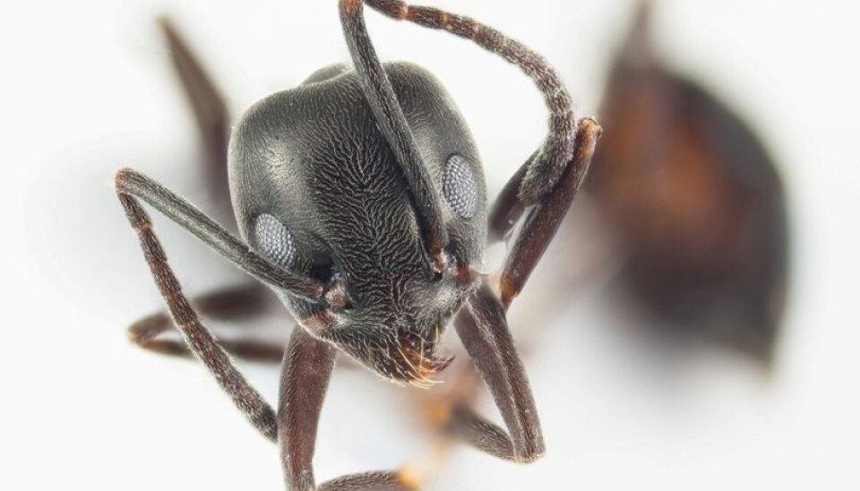 The Tapinoma ‘ghost ant’ is previously unrecorded in Norway. (Photo: Arnstein Staverløkk/Nina)